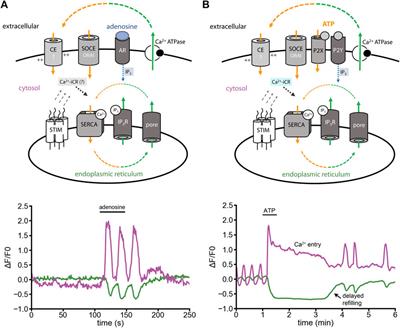 Shaped by leaky ER: Homeostatic Ca2+ fluxes